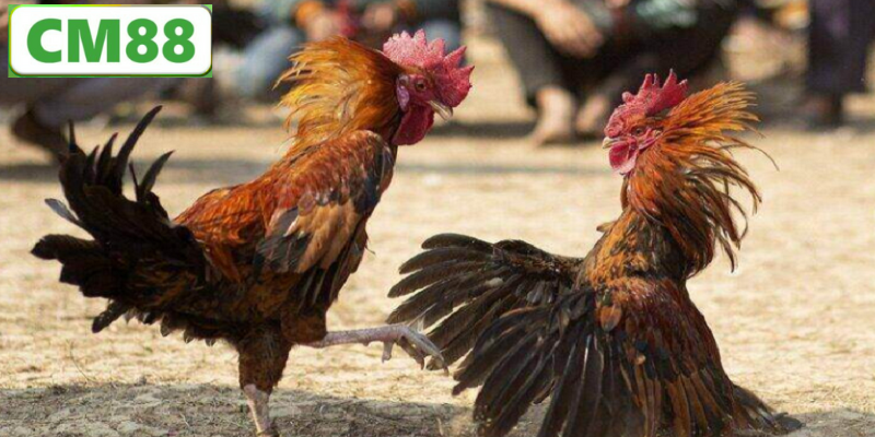 Cách Tham Gia Đá Gà CM88